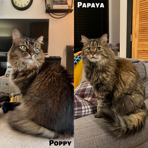 Fundraising Page: Emma Breeden